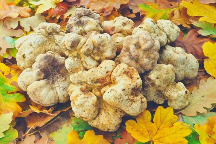tuscany white truffles