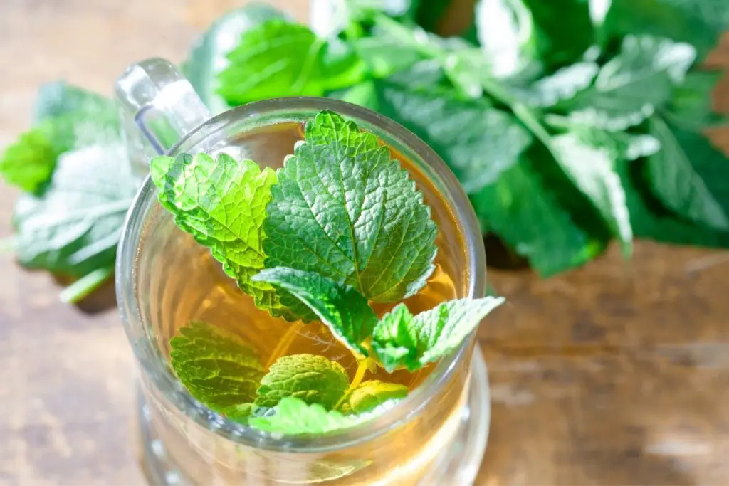 Herbal Tea that helps with Headache