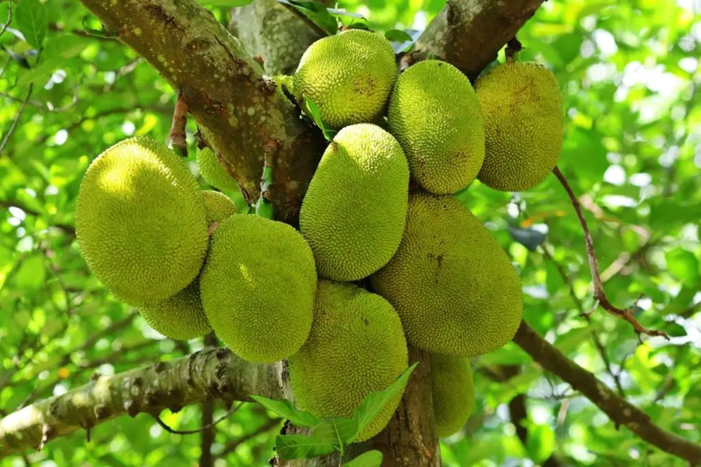 Jackfruit Seeds Benefit